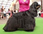 JCH. Way Ruby Star vom Maulbeerbaum