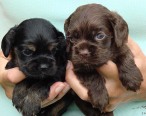 klikněte zde pro zvětšení fotografie Vrh J/Litter J - 3 týdny/3 weeks