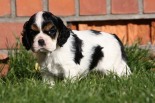 Madison Sweet  Ruby Star
