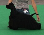 GCH. CH. JCH. Starlaits Medzhik Raven Wings