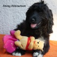 Atrey Attraction