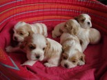 Vrh L - 3 tdny/Litter L - 3 weeks