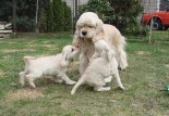 Vrh K - 6 t�dn�/Litter K - 6 weeks
