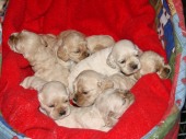 Puppies at 3 weeks
