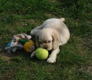 klikněte zde pro zvětšení fotografie Vrh O, 7 týdnů/Litter O, 7 weeks