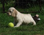 klikněte zde pro zvětšení fotografie Vrh O, 7 týdnů/Litter O, 7 weeks