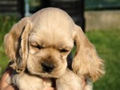 klikněte zde pro zvětšení fotografie Puppies at 6 weeks