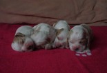 ttka - st 1 tden/puppies - 1 week