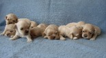 klikněte zde pro zvětšení fotografie Vrh W - 2 týdny/Litter W - 2 weeks