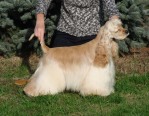  CH. JCH. Royal Rasty Golden Yankee 