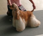 JCH Royal Rasty Golden Yankee - "Rocky"