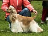 JCH Royal Rasty Golden Yankee - "Rocky"