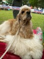 JCH Royal Rasty Golden Yankee - "Rocky"