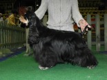 CH. Betty Boop Bohemia Black Diamond