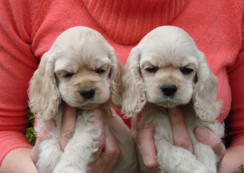 Vrh K - 6 t�dn�/Litter K - 6 weeks
