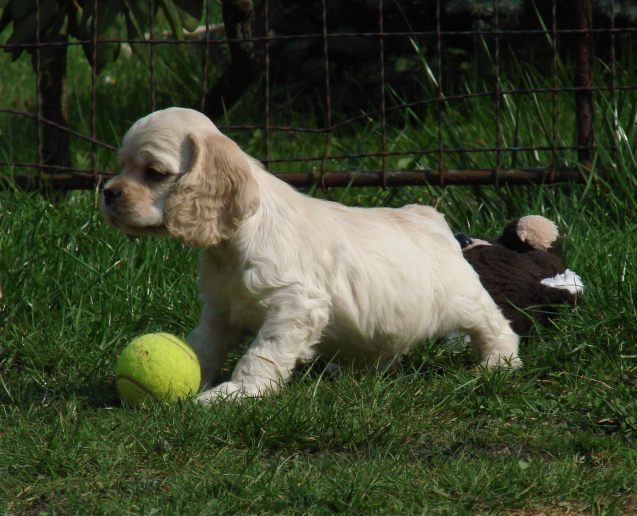 Vrh O, 7 t�dn�/Litter O, 7 weeks