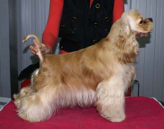 Golden Cher Ruby Star
